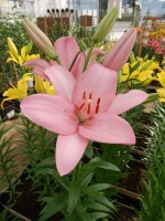 [4025 Termoli No202.JPG]